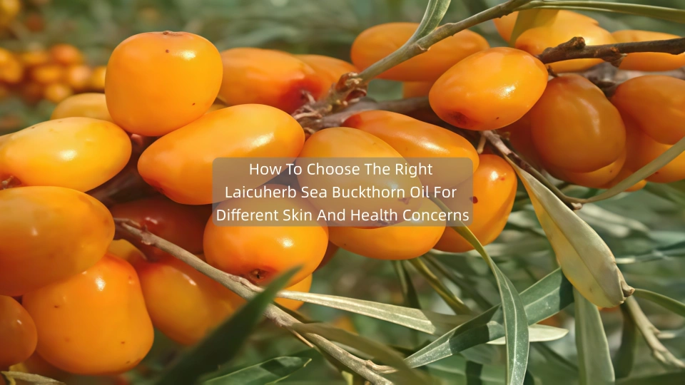 How To Choose The Right Laicuherb Sea Buckthorn Oil For Different Skin And Health Concerns